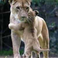 Mamapusi