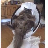 катя