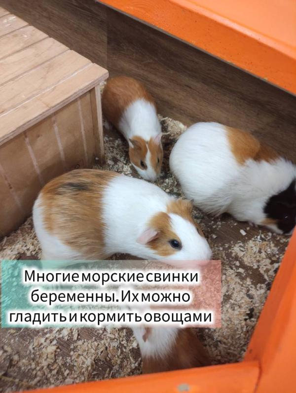 post image 4