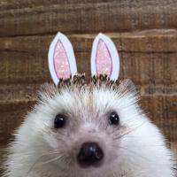 totoshka__