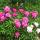 id31011990