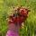 Antoni_36