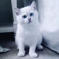 галина