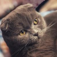 Анна