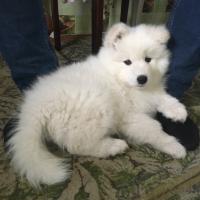 Катя
