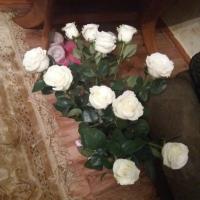 марьям магомедова