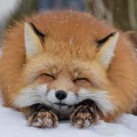 Redfox