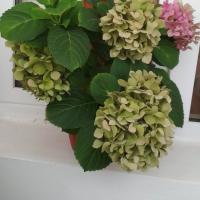 Gulya