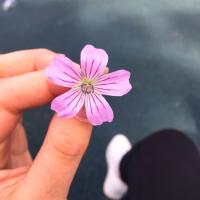 Lavieestbelle