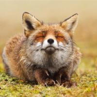 Лиса 🦊