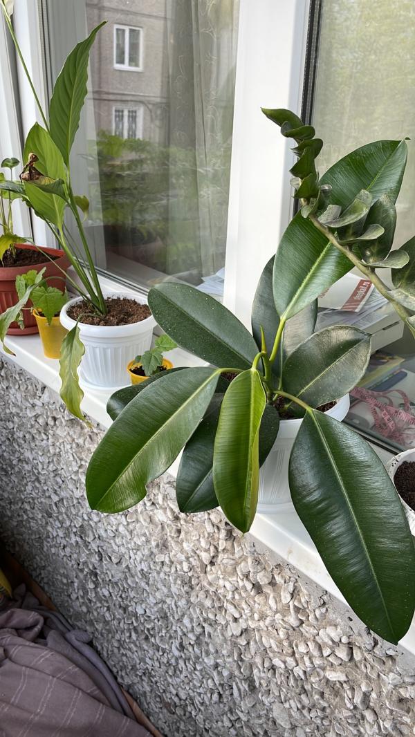 post image 5