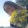 mamaolesia22