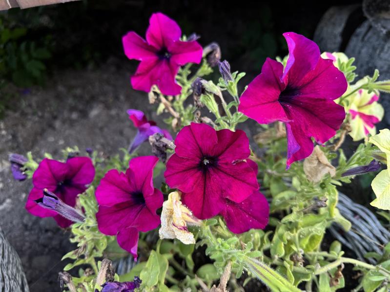post image 3