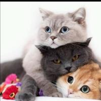 Меседо