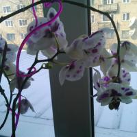 dina.altai