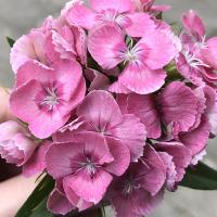 🌺Аминка🌺