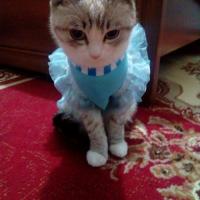 Dina
