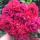 nazarenk0olena1695