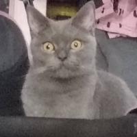Яна