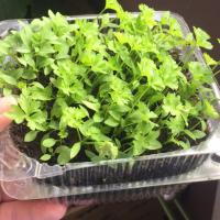 Растения 🌱 