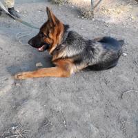Роза