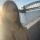 fialka_happy