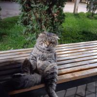 Амина