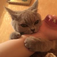 Saniya