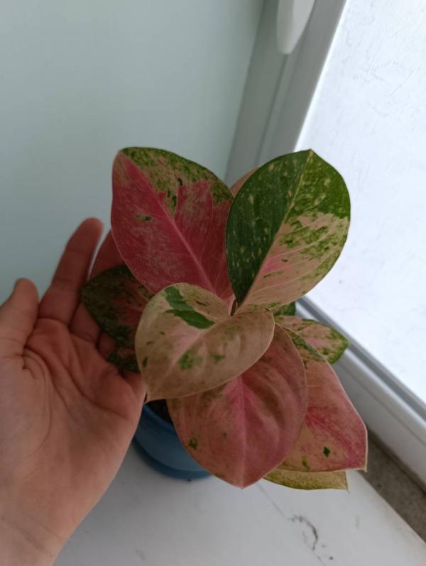 post image 5