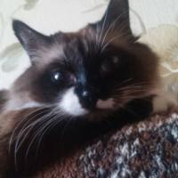 Svetlana
