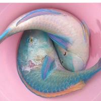 налимова анна