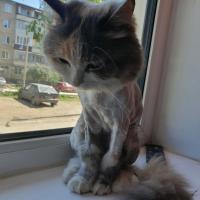 альбина