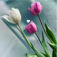 Уля 