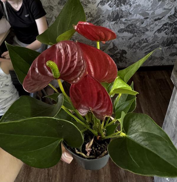 post image 4