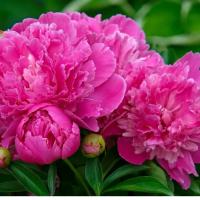 Елена Горбань