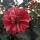 aigul_ruz2015