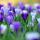 kate_292