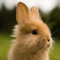 🐰