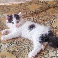 Алина