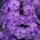 elison_21