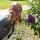 olechka_st