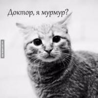 Котик_Жмотик