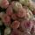 adele7
