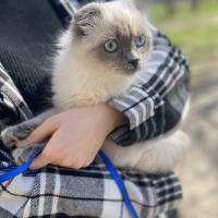 Ася