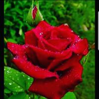 Lale