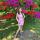 olesya_balysheva