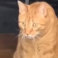 Ната