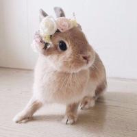 Капитолина