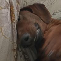 Ленчик