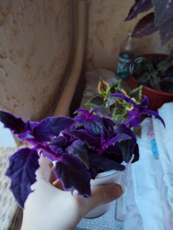 post image 4
